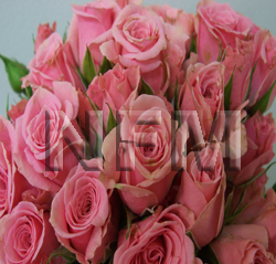 spray roses lidia